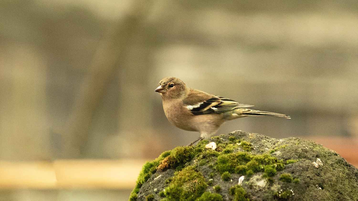 Common Chaffinch